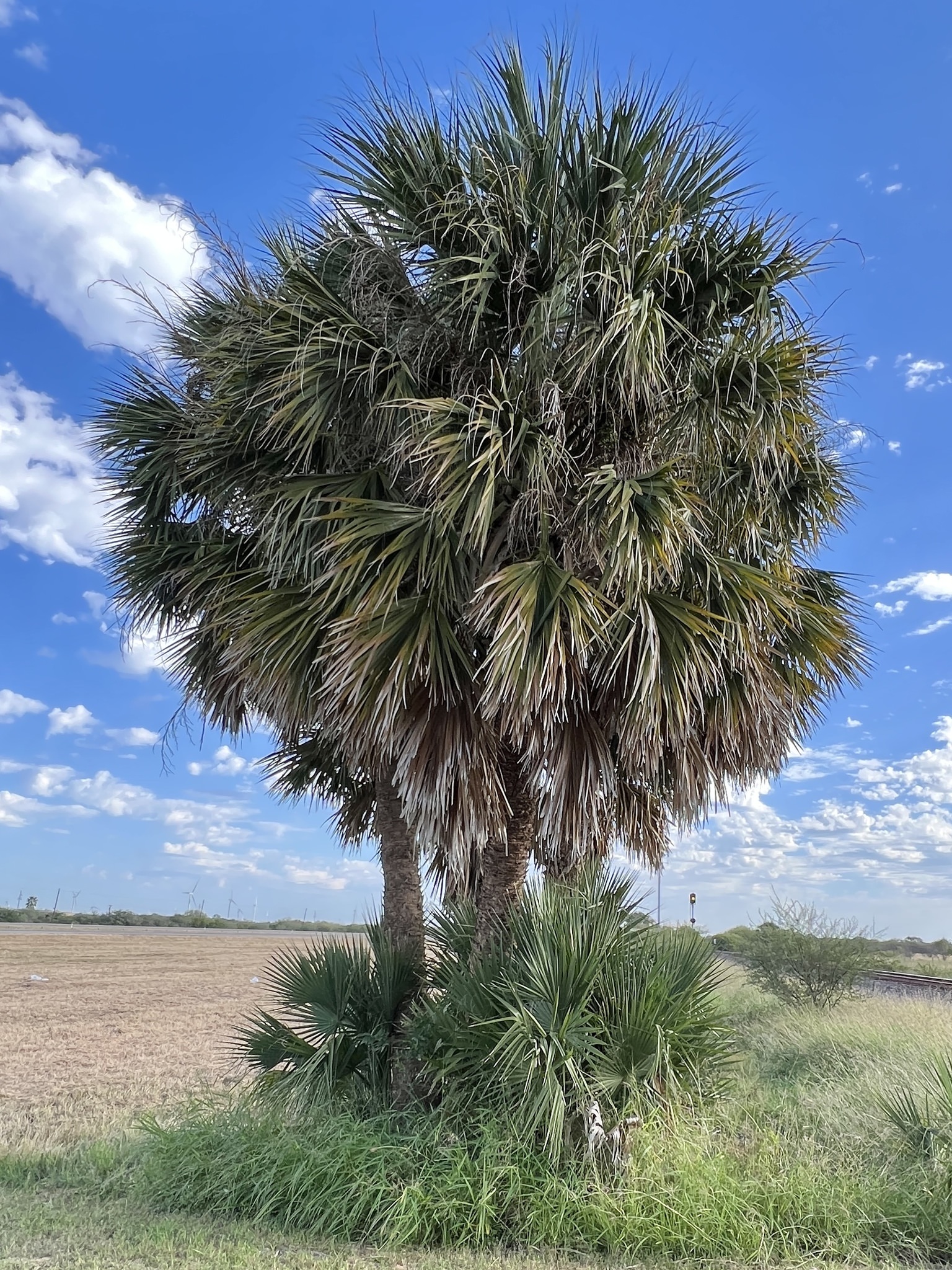 Sabal mexicana